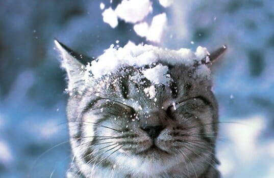 5 Ways to Stay Productive on a Snow Day!